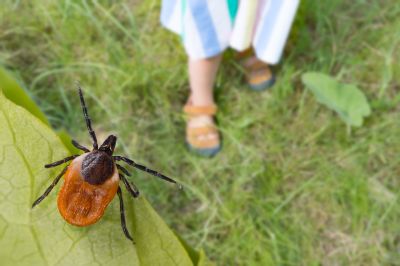 Teplé počasie prebúdza kliešte a zvyšuje riziko prenosu kliešťovej encefalitídy – viete, ako ju rozpoznať a ako sa chrániť?  