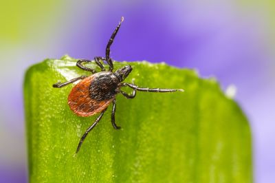 Infekcia kliešťovej encefalitídy môže častejšie prebehnúť bezpríznakovo, tvrdí infektológ